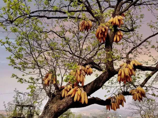 点赞他们的高光时刻,大家用手机拍出过什么好看的照片