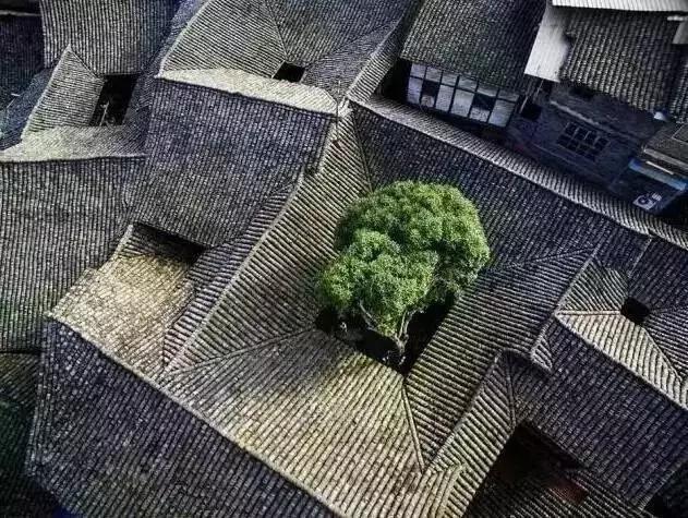 点赞他们的高光时刻,大家用手机拍出过什么好看的照片