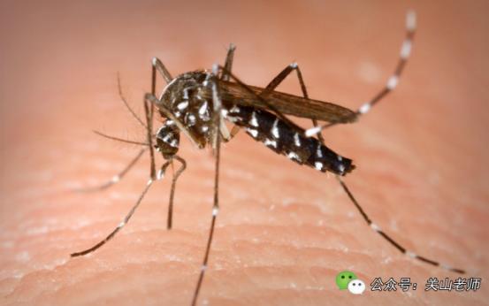 孩子身上都是小红疙瘩怎么回事,小孩身上无缘无故起了些红疙瘩