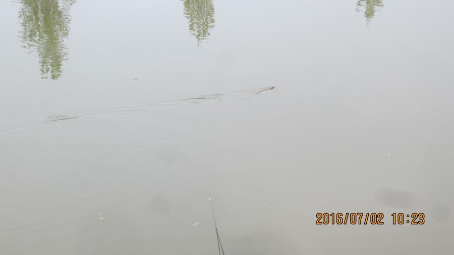 野河垂钓遇见桥洞,野河钓鱼惊喜