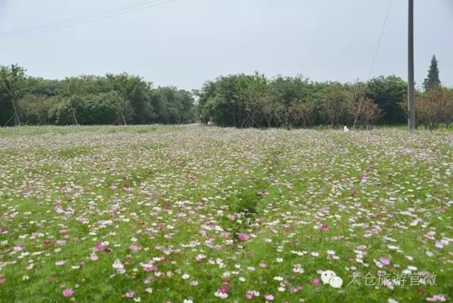 吃完这100种美食、看过这100种风景,可能再也离不开太仓!