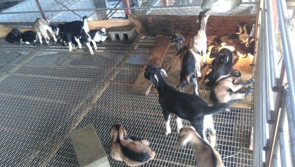 台湾休闲农业农庄,农庄老板谈园林