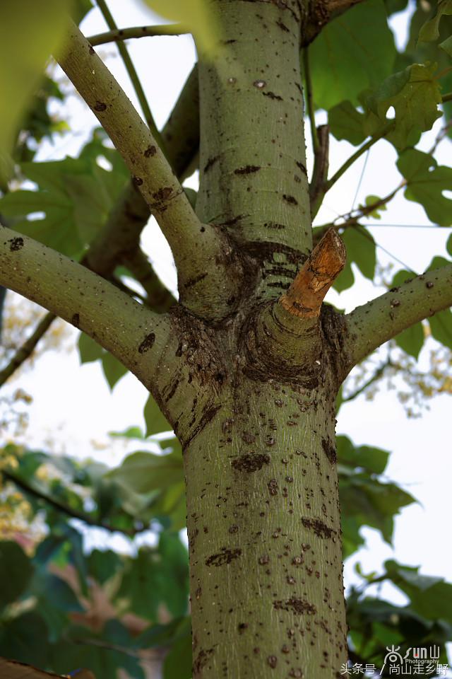 梧桐树真的能招来凤凰吗,梧桐树真的能引来凤凰吗