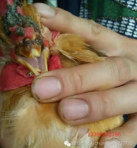 怎样防治鸡痘最有效,鸡痘怎么治疗用什么药