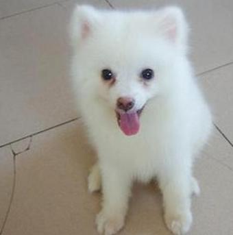 狗狗的眼睛有腐烂怎么办,狗狗的泪痕严重怎么办