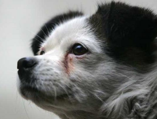 狗狗的眼睛有腐烂怎么办,狗狗的泪痕严重怎么办