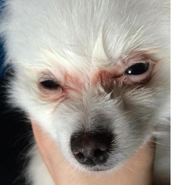 狗狗的眼睛有腐烂怎么办,狗狗的泪痕严重怎么办