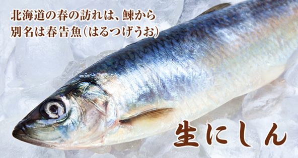 餐桌物种日历|4月20日大西洋鲱