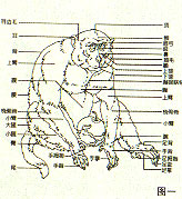 国画猴子作品寓意,国画猴子的基本画法