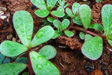 马齿苋凉血功效,马齿苋有清热解毒祛湿的功效