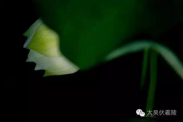 淮阳龙湖荷花视频,淮阳龙湖看荷花