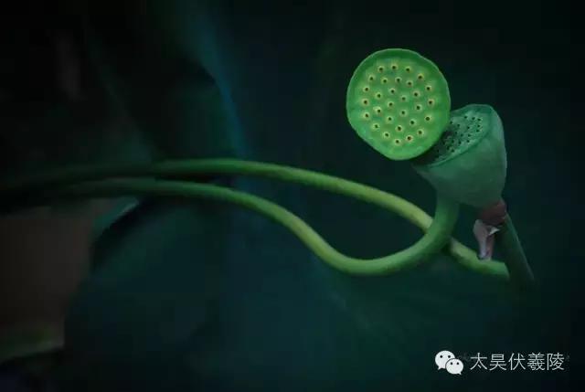 淮阳龙湖荷花视频,淮阳龙湖看荷花