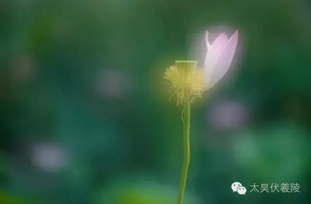 淮阳龙湖荷花视频,淮阳龙湖看荷花