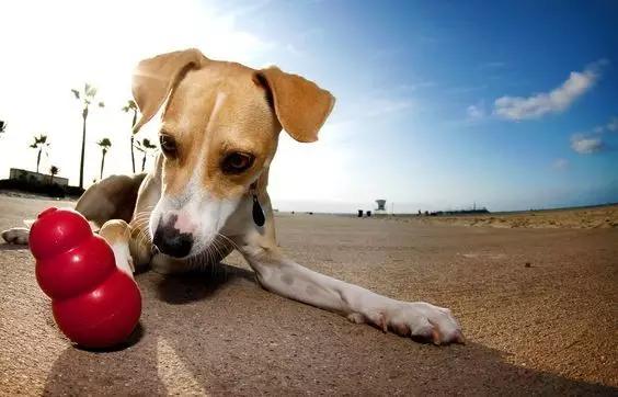 尊重狗，就让它像狗一样的生活！