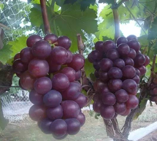 推荐几款好吃又好种的葡萄品种,葡萄里面哪个品种最甜最好吃