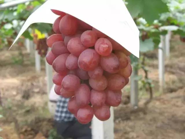 推荐几款好吃又好种的葡萄品种,葡萄里面哪个品种最甜最好吃