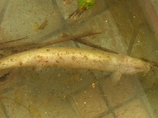 泥鳅主要病害的防治,泥鳅养殖技术及病害