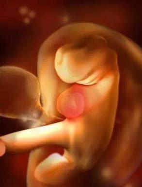 宝宝从1周到40周出生发育过程,怀孕第一周至40周胎儿发育情况