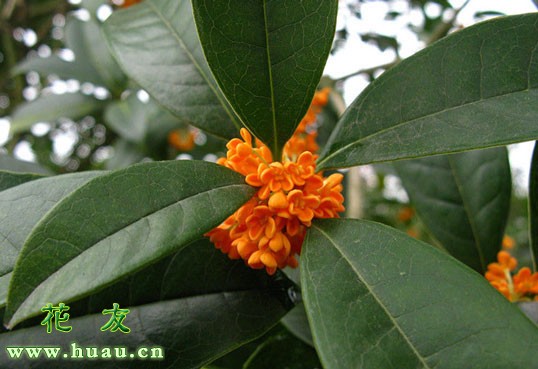 什么桂花品种最香,哪个桂花品种最香