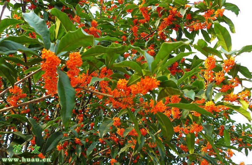 什么桂花品种最香,哪个桂花品种最香