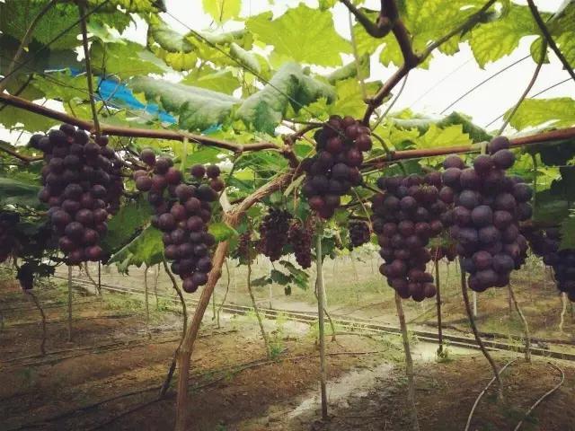 暑假去哪儿到白坭采摘夏日味道,暑假去哪玩新疆