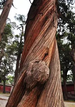 孟府孟庙景区邹城人免费吗,邹城孟府孟庙是一个地方吗