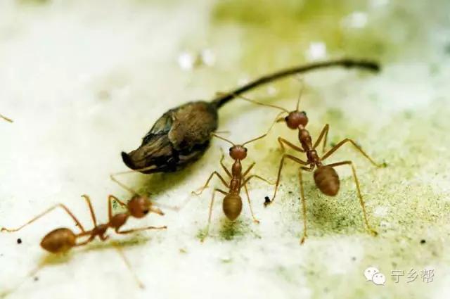 湖南乡村记实《童年杂记——虫伴》,值得一读!