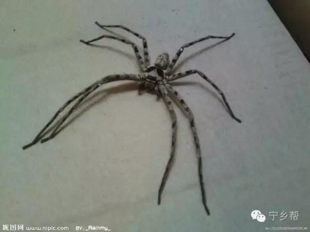 湖南乡村记实《童年杂记——虫伴》,值得一读!