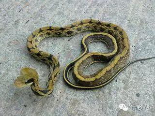 湖南乡村记实《童年杂记——虫伴》,值得一读!