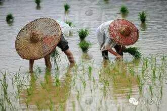 湖南乡村记实《童年杂记——虫伴》,值得一读!