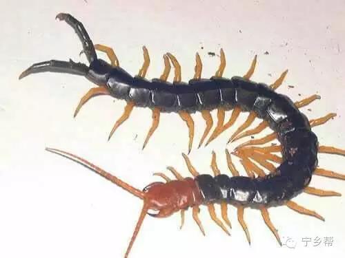 湖南乡村记实《童年杂记——虫伴》,值得一读!