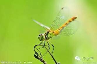 湖南乡村记实《童年杂记——虫伴》,值得一读!