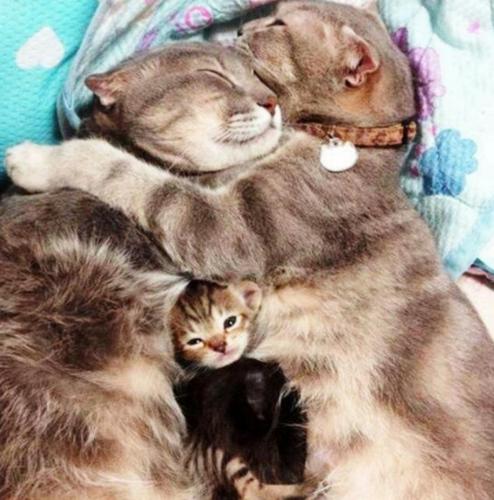 小猫咪做噩梦会出声吗,小猫咪不听话猫妈妈训它的声音