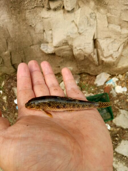 被甲鱼咬了要不要打狂犬疫苗,被鳖咬伤要打狂犬病疫苗吗