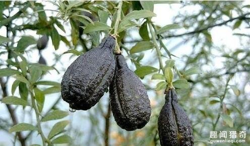 盘点6种奇葩水果,别看这6种奇葩水果长相怪异