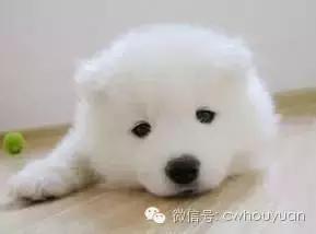 天气热了狗狗不爱吃饭,狗狗不爱吃饭用什么药