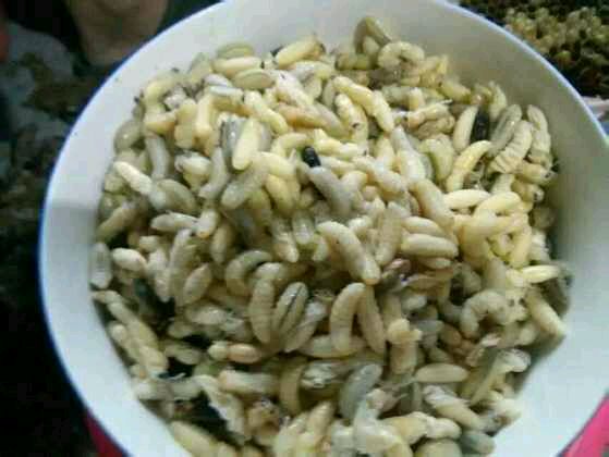 “嚼蛆”一语的由来，原来古人真好这一口，但吃法很特别