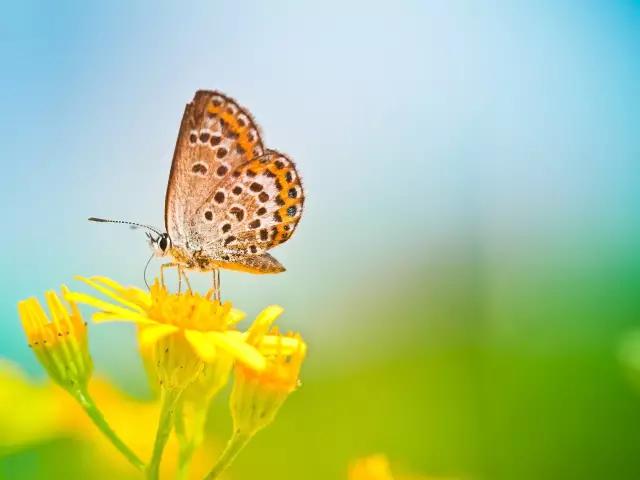 太原惊现史上最虐心的蝶萤文化节！爱我就带我去与蝶共舞、与萤作