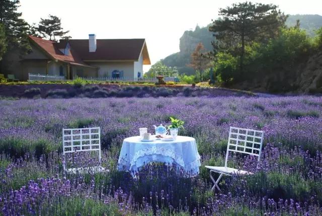 种一盆香水熏衣草，然后把它变成花糖和饼干！
