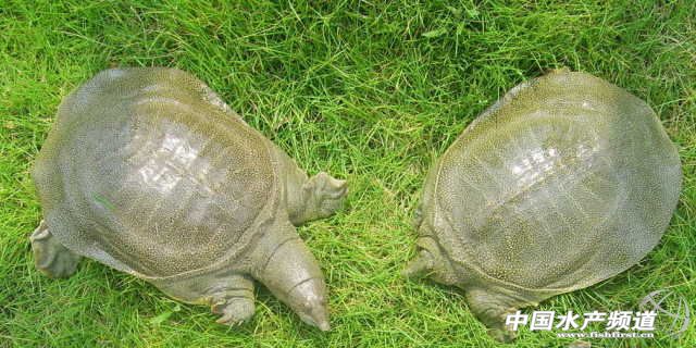 甲鱼行业最新消息,甲鱼近五年市场行情