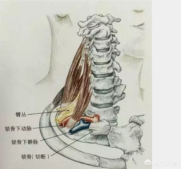 如何改善颈脖前伸,脖子前伸是什么毛病