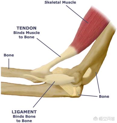 韧带跟筋有什么区别,韧带和骨头断哪个严重