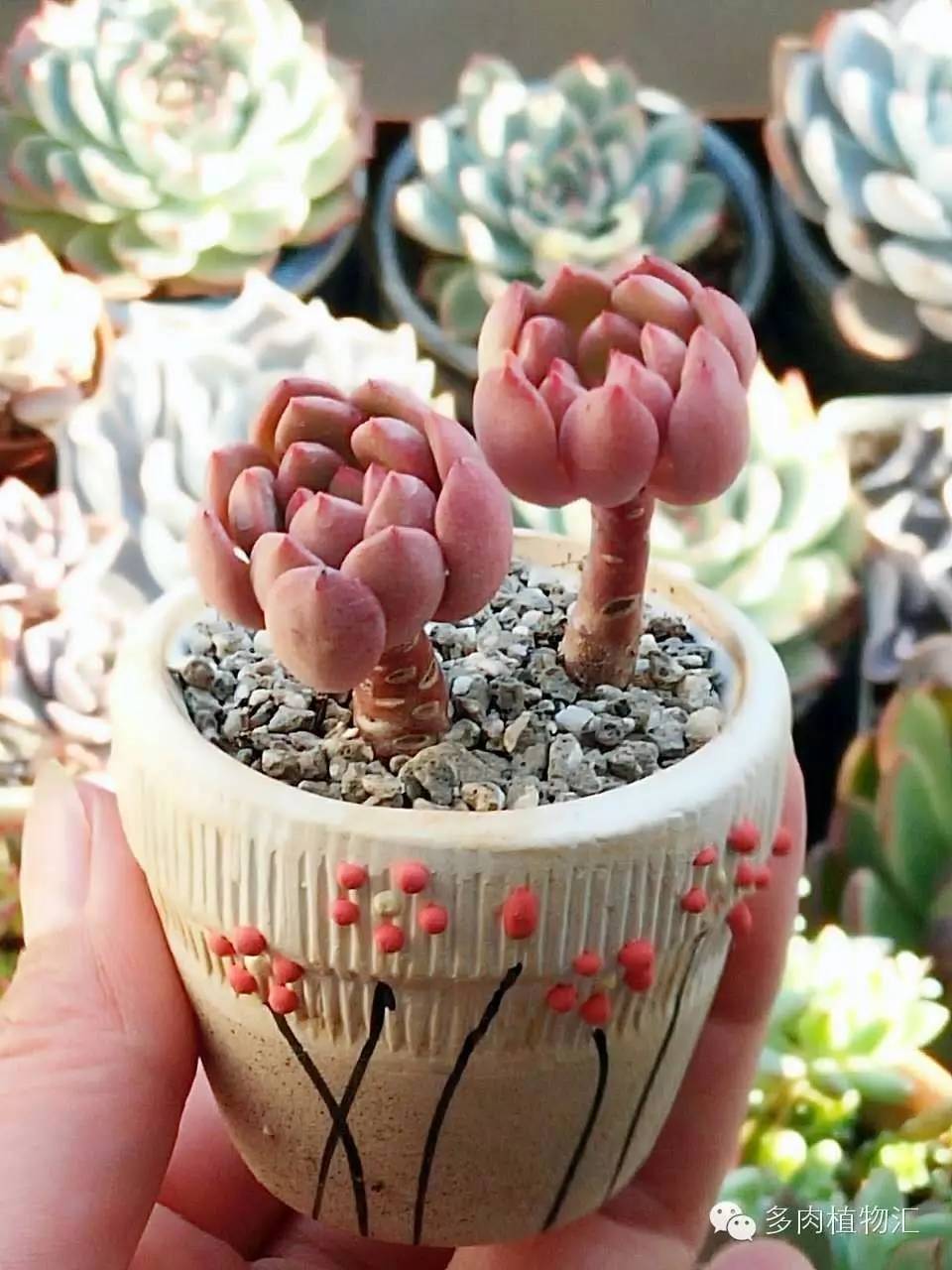 菜鸟养多肉,夏天养多肉5招度夏难