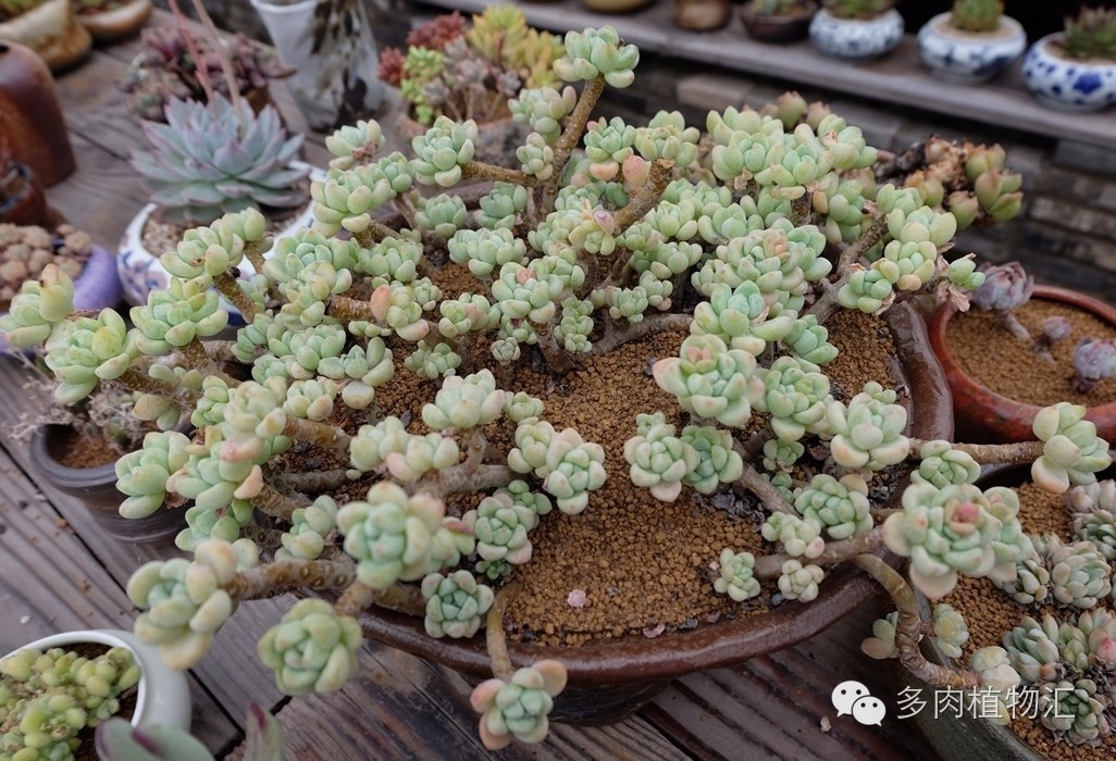 菜鸟养多肉,夏天养多肉5招度夏难