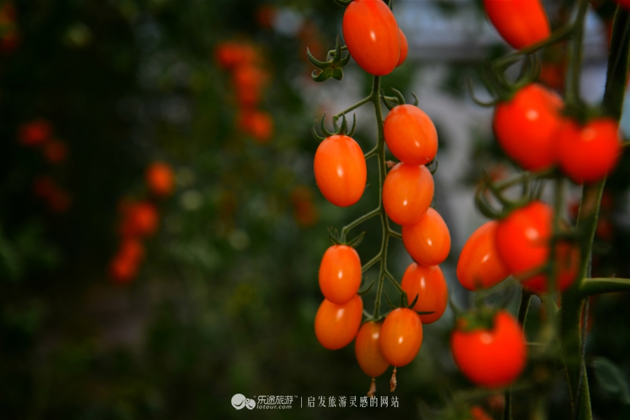 红石沟油菜花,红石沟秋景