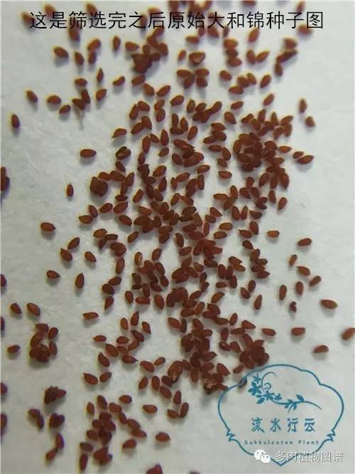 多肉紫玄月种子种上多少天能出苗,多肉只发芽不出苗是怎么回事