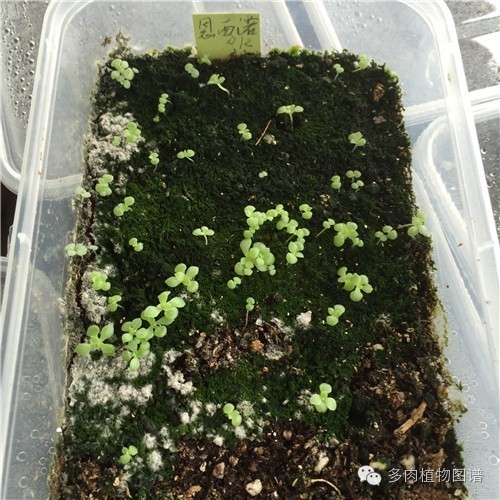 多肉紫玄月种子种上多少天能出苗,多肉只发芽不出苗是怎么回事