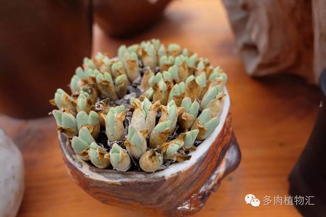 菜鸟养多肉,夏天养多肉5招度夏难
