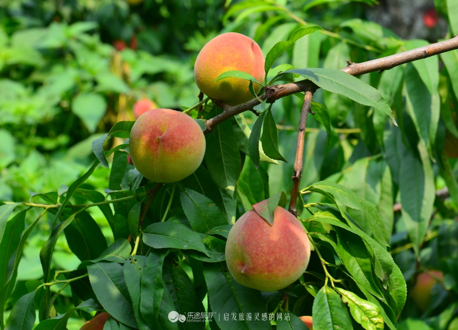 红石沟油菜花,红石沟秋景