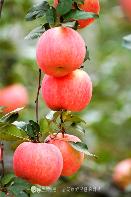 红石沟油菜花,红石沟秋景